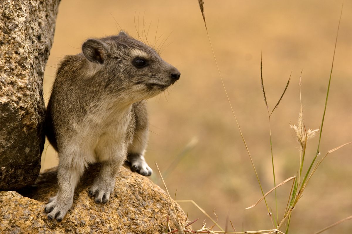 Photo of Rock Hyrax (Procavia capensis)