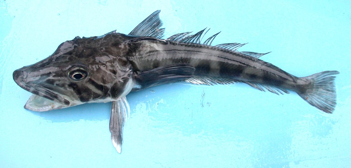Photo of Ocellated Icefish (Chionodraco rastrospinosus)