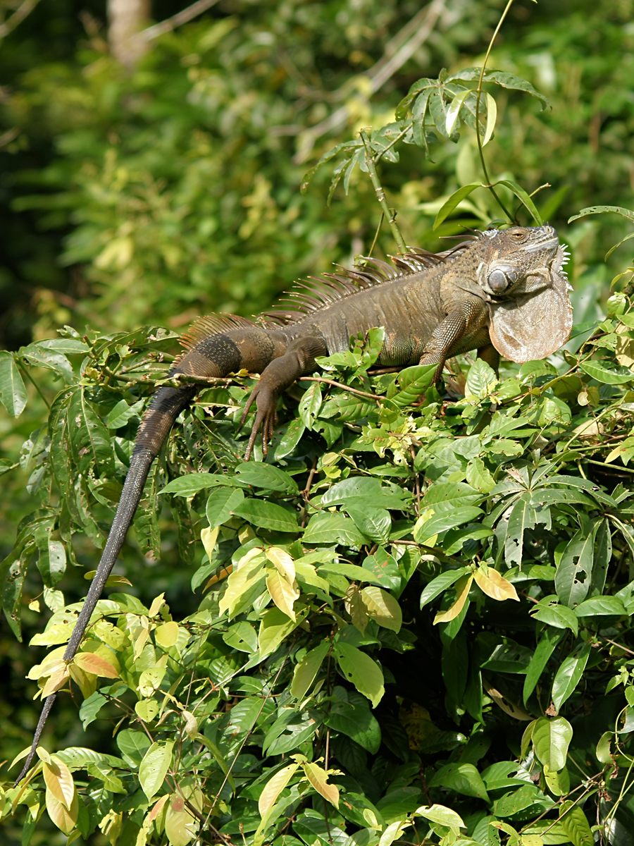 Photo of Green Iguana (Iguana iguana)