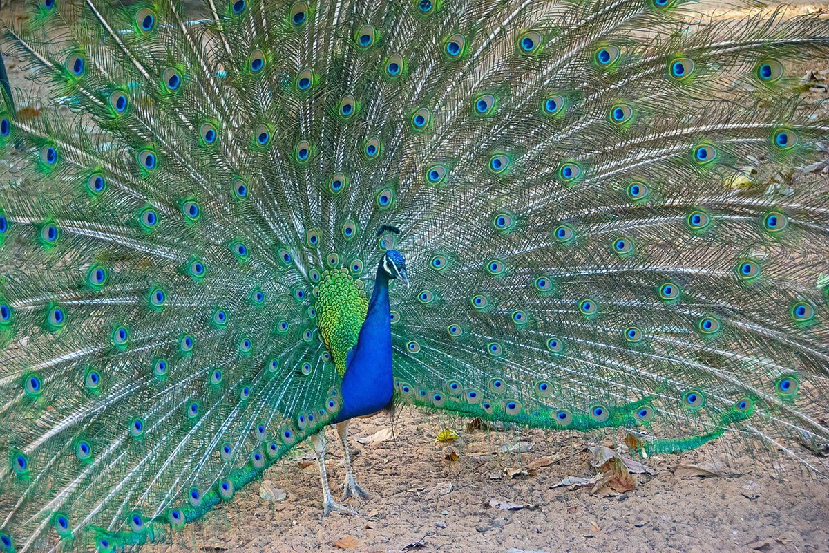 Photo of Indian Peafowl (Pavo cristatus)