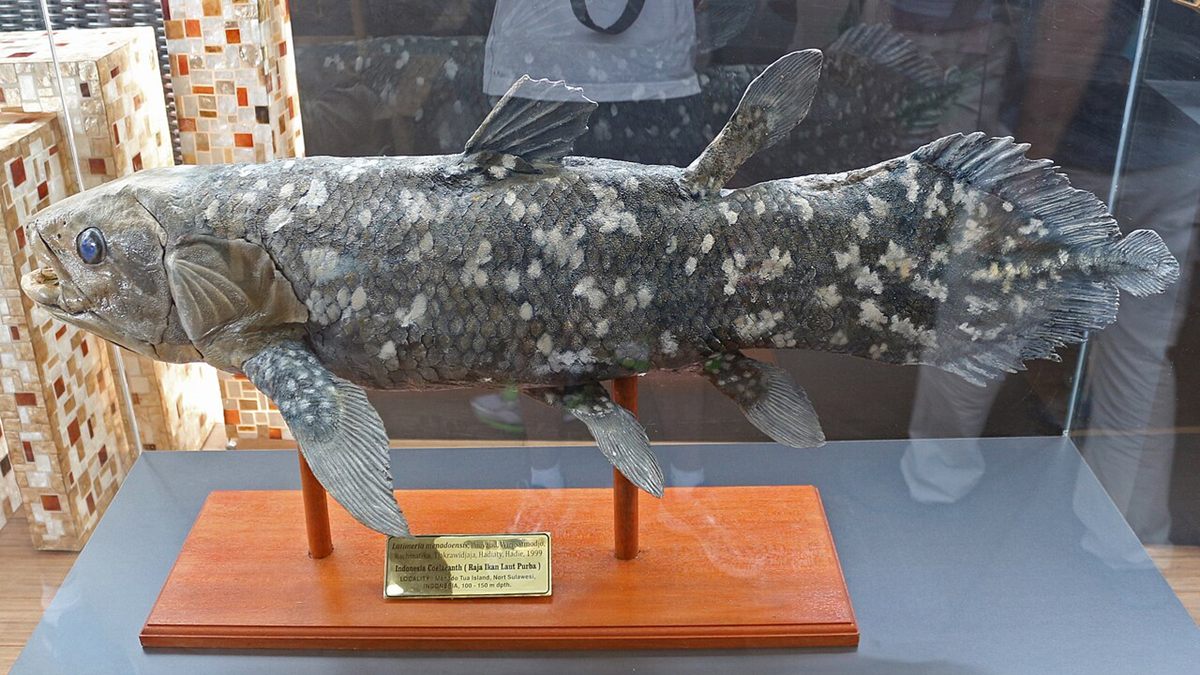 Specimen photo of Indonesian Coelacanth (Latimeria menadoensis)