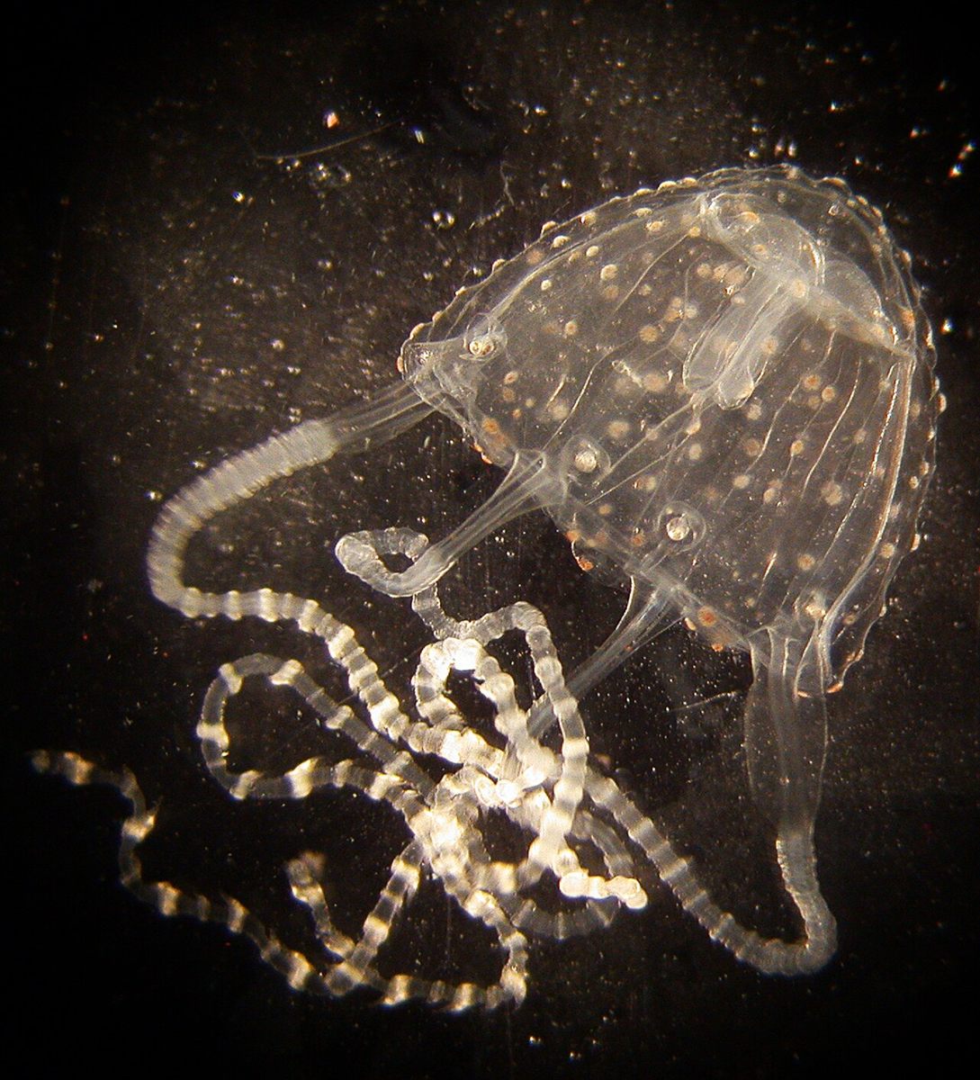 Photo of Irukandji Jellyfish (Carukia barnesi)