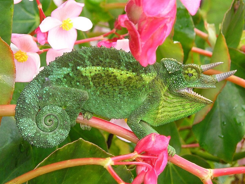 Photo of Jackson's Chameleon (Trioceros jacksonii)