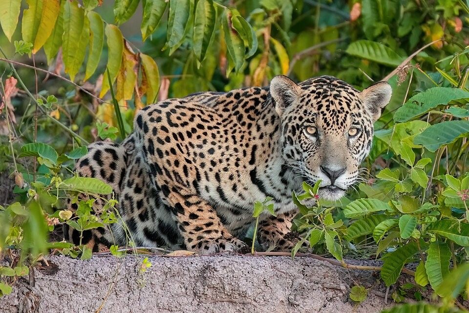 Photo of Jaguar (Panthera onca)