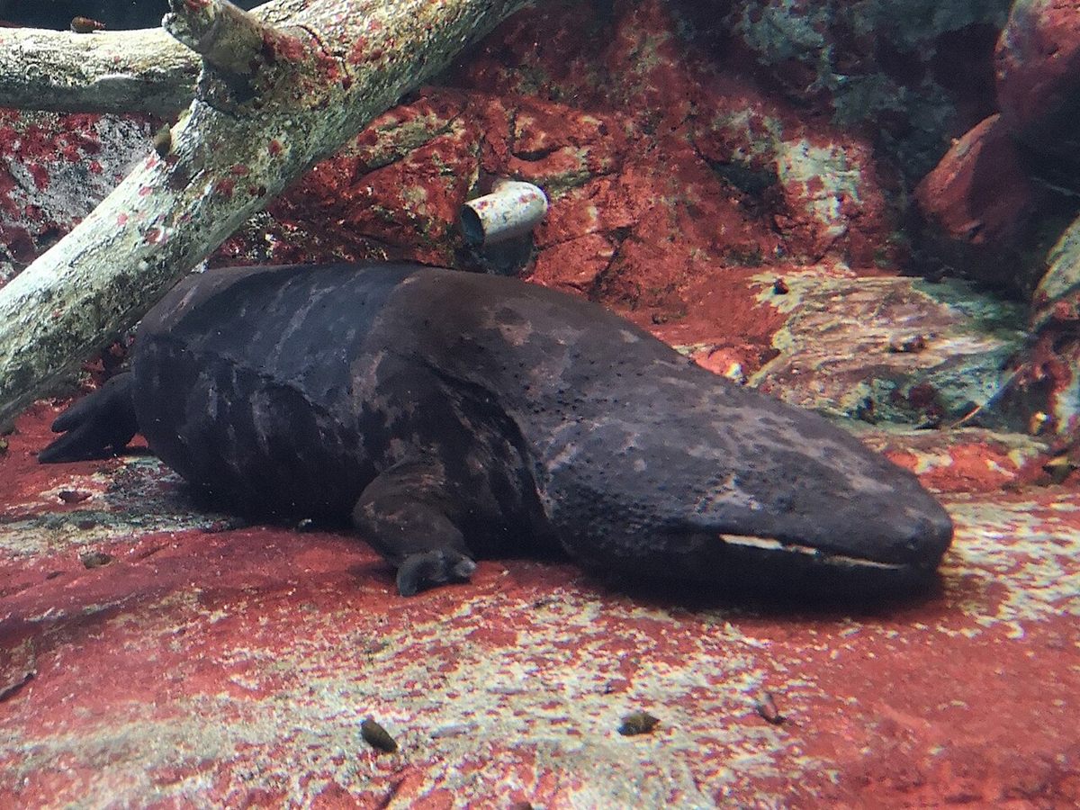 Photo of Japanese Giant Salamander (Andrias japonicus)
