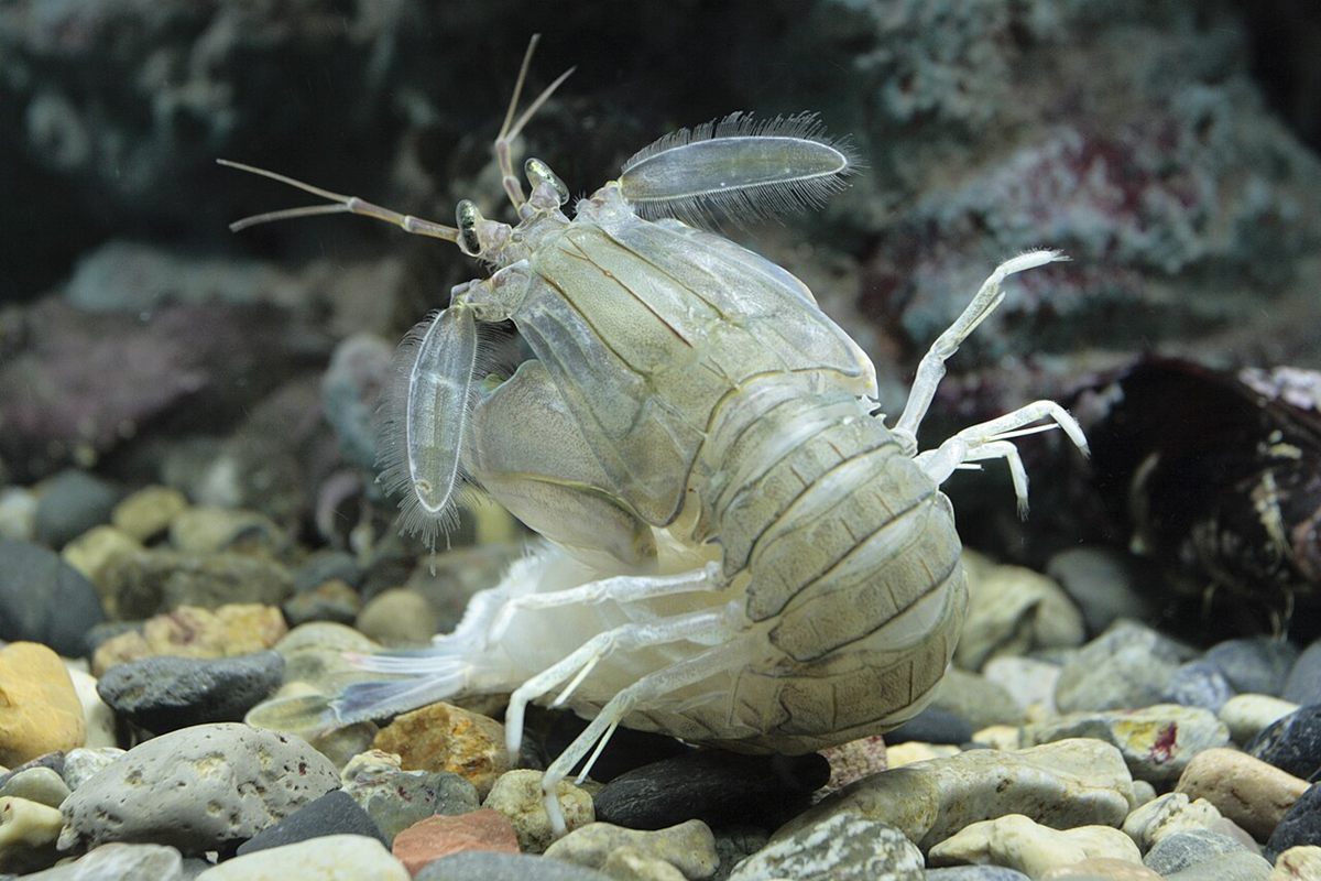 Photo of Japanese Mantis Shrimp (Oratosquilla oratoria)