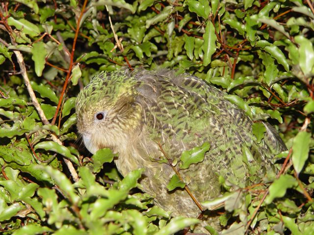 Photo of Kakapo (Strigops habroptilus)