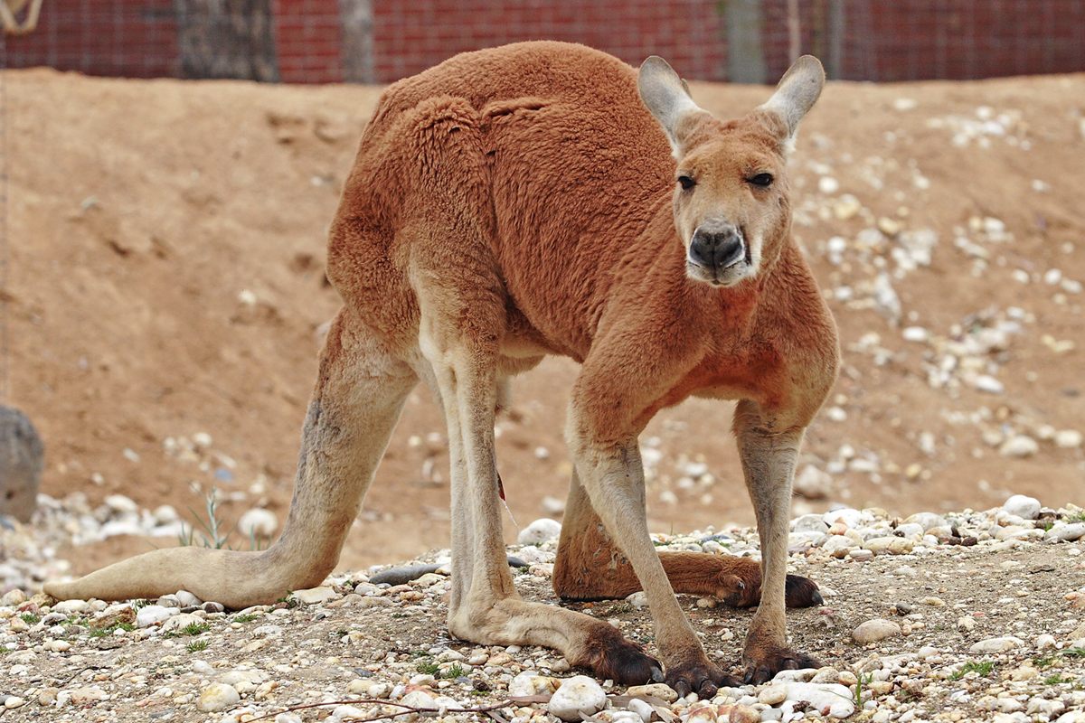 Photo of Red Kangaroo (Osphranter rufus)