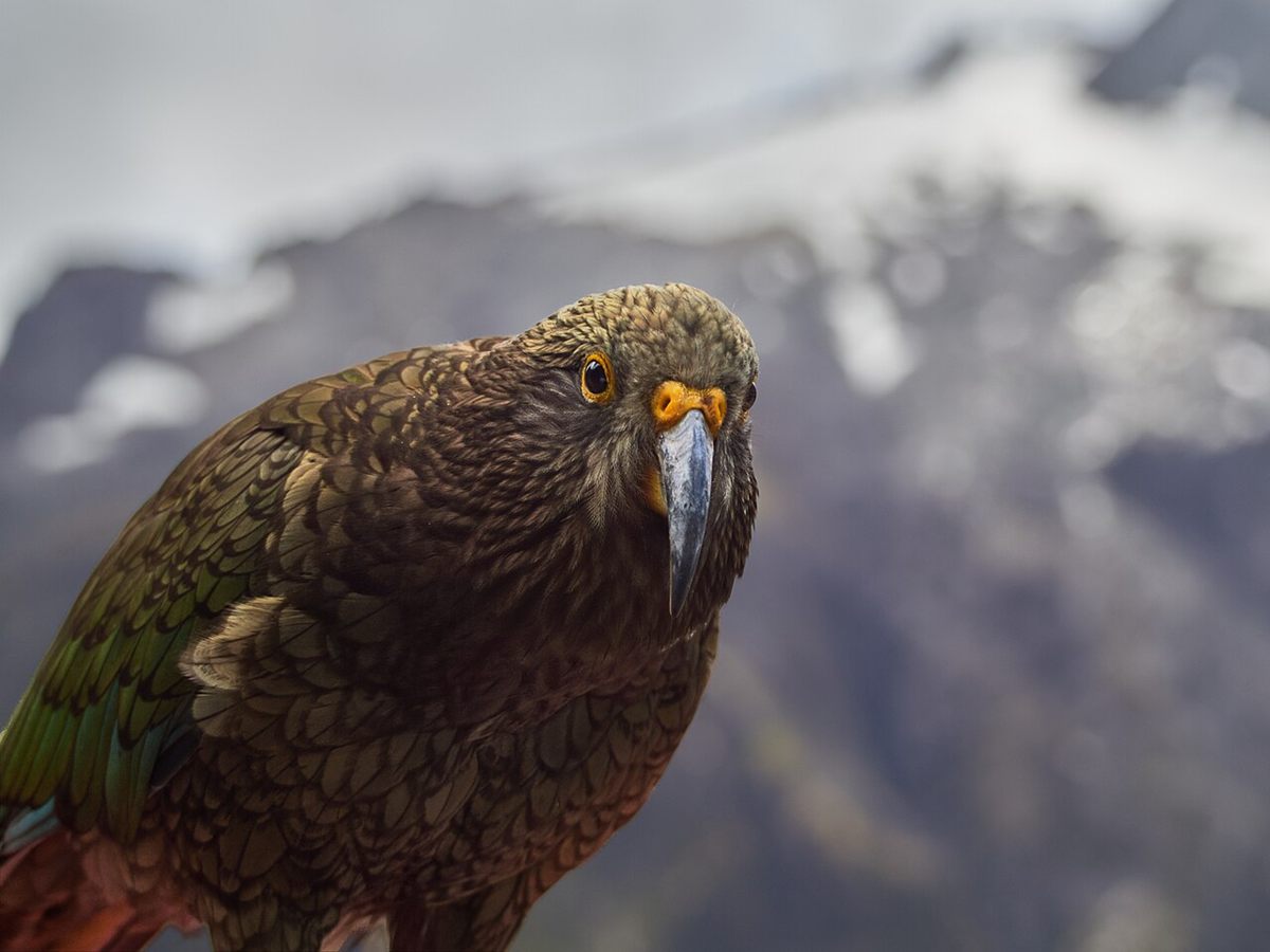 Photo of Kea (Nestor notabilis)