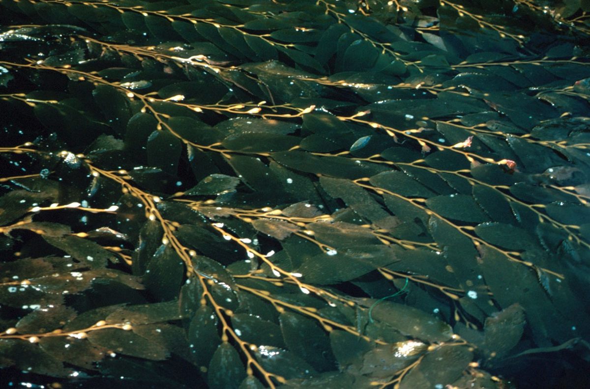 Photo of Giant Kelp (Macrocystis pyrifera)