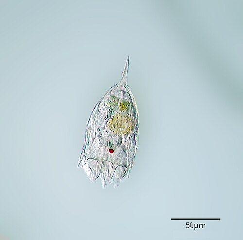Photo of Keratella Rotifer (Keratella cochlearis)