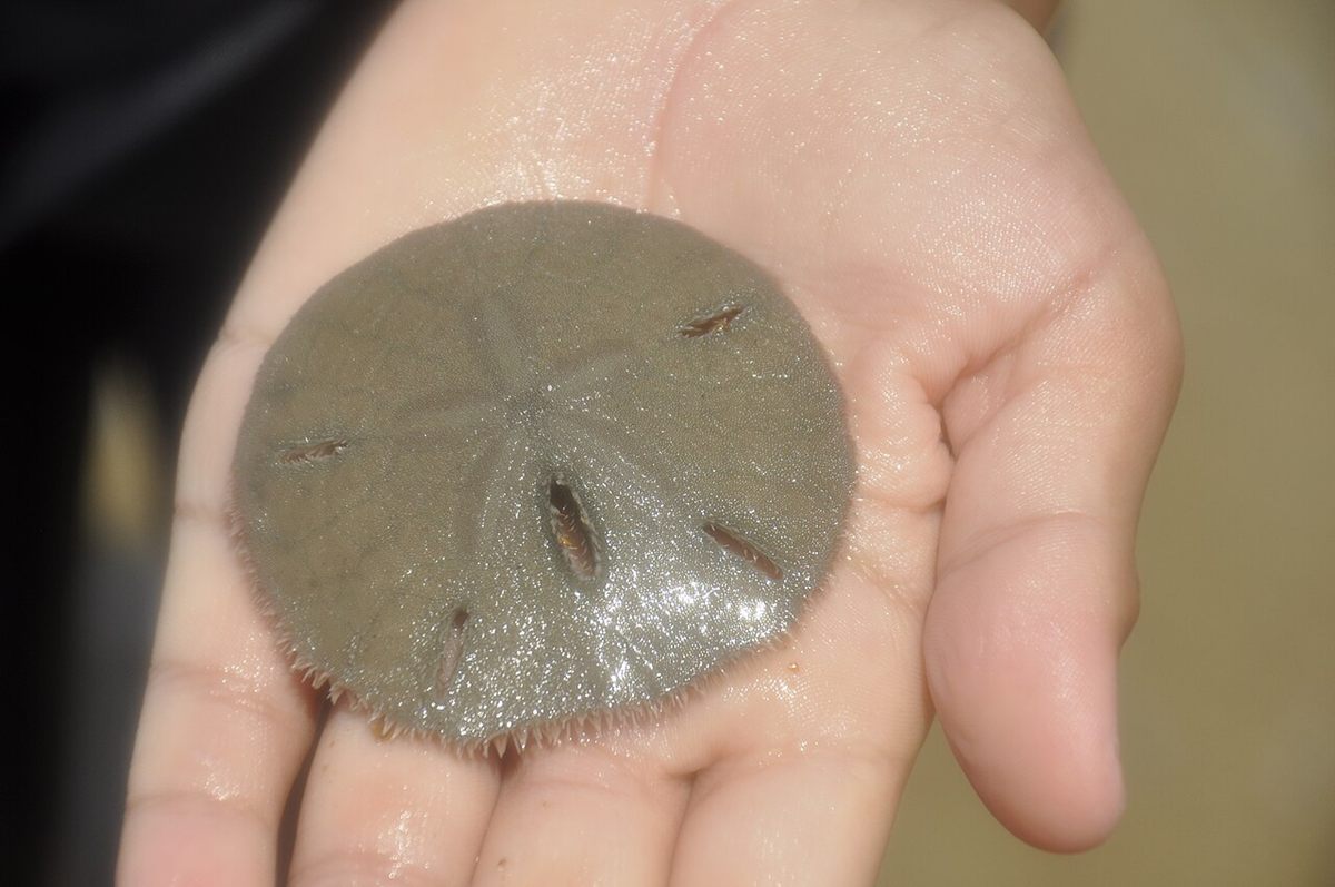 Photo of Keyhole Sand Dollar (Mellita quinquiesperforata)
