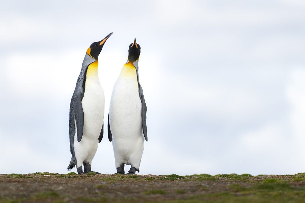 Photo of King Penguin (Aptenodytes patagonicus)