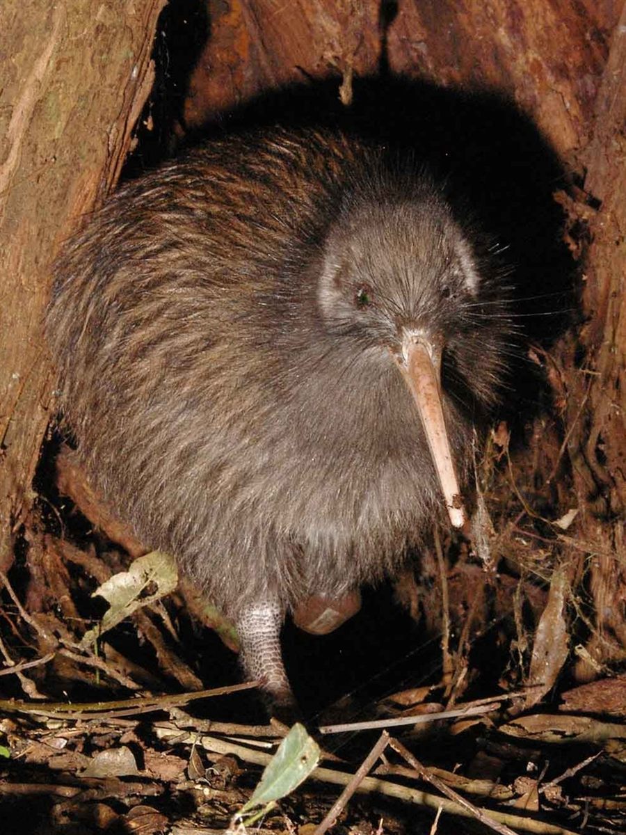 Photo of North Island Brown Kiwi (Apteryx mantelli)
