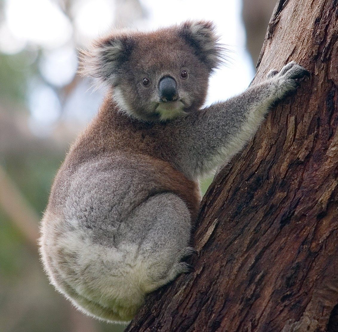 Photo of Koala (Phascolarctos cinereus)