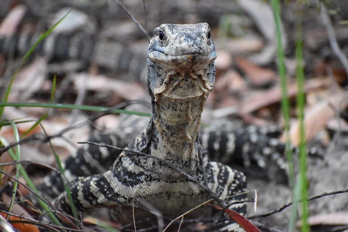 Photo of Lace Monitor (Varanus varius)