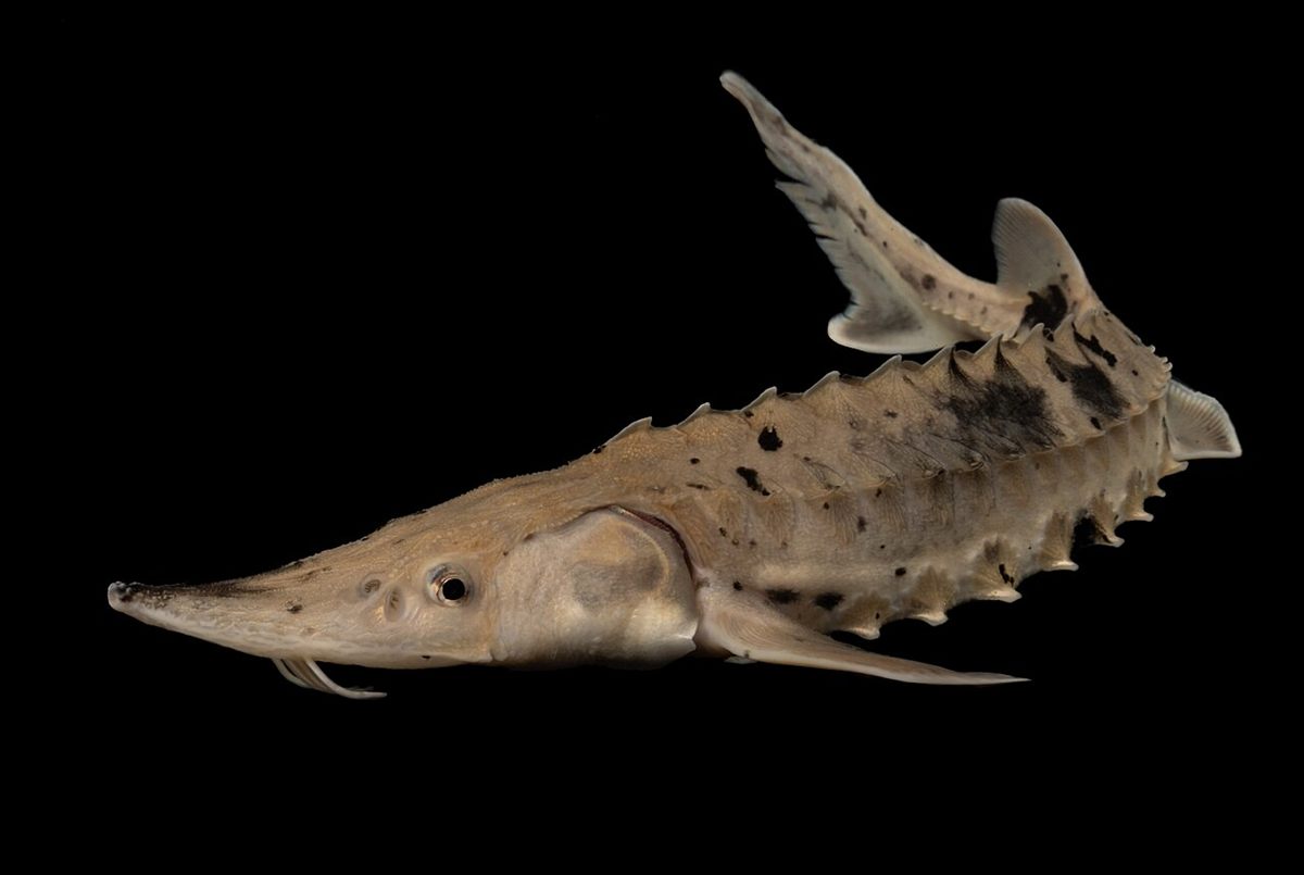 Photo of Lake Sturgeon (Acipenser fulvescens)