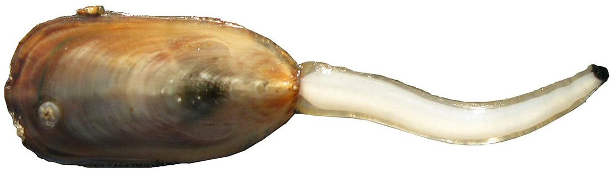 Photo of Lingula Lamp Shell (Lingula anatina)