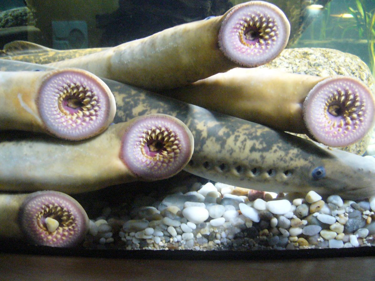 Photo of Sea Lamprey (Petromyzon marinus)
