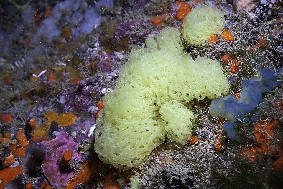 Photo of Yellow Network Lattice Sponge (Clathrina clathrus)