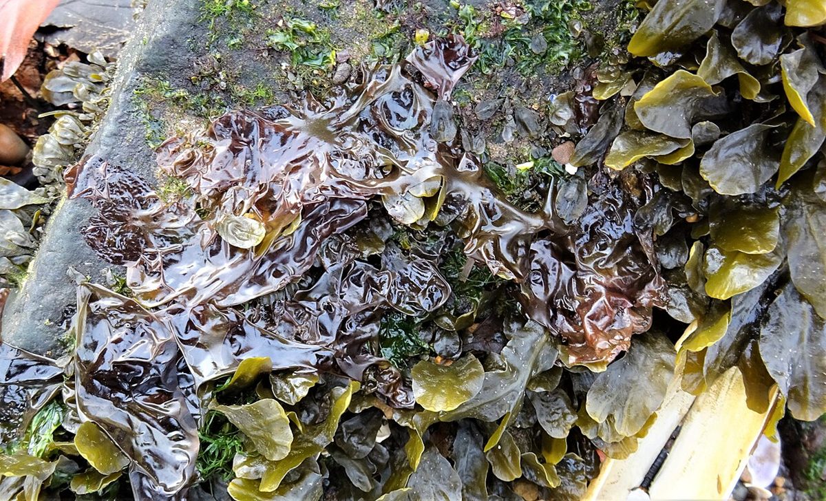 Photo of Laver (Porphyra umbilicalis)