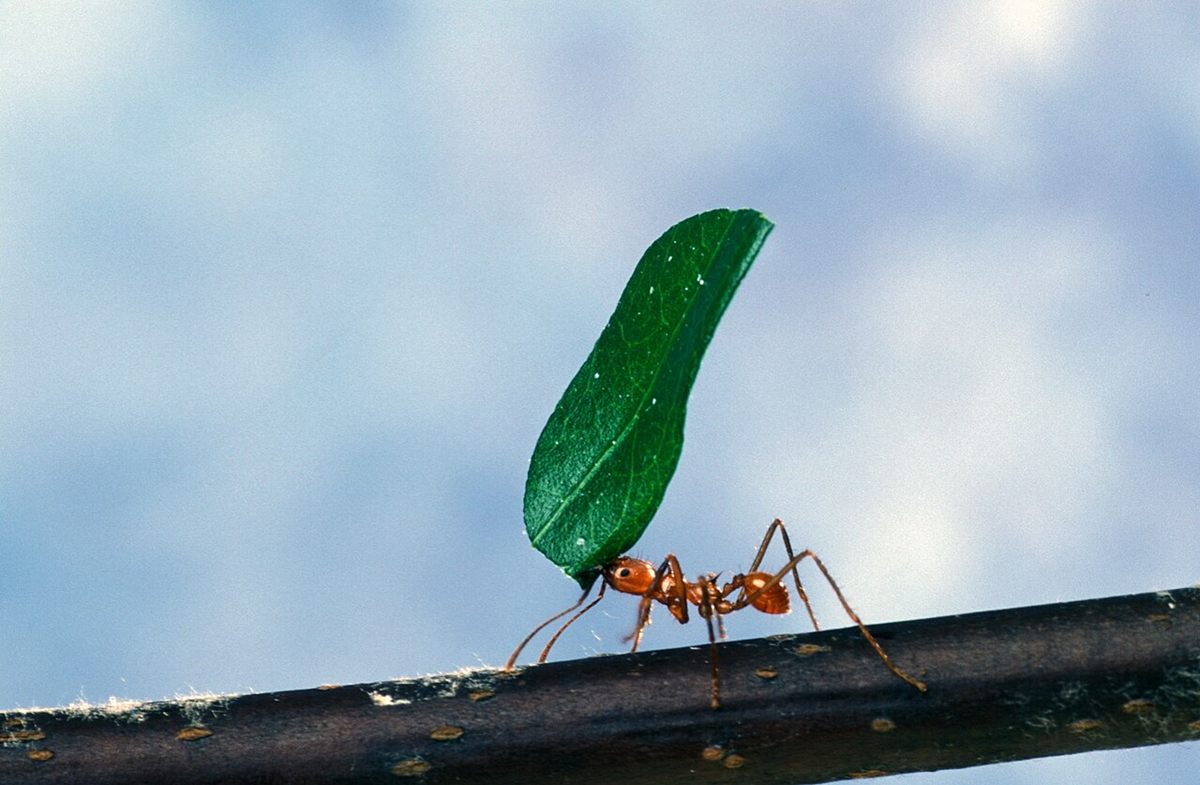 Photo of Leafcutter Ant (Atta cephalotes)