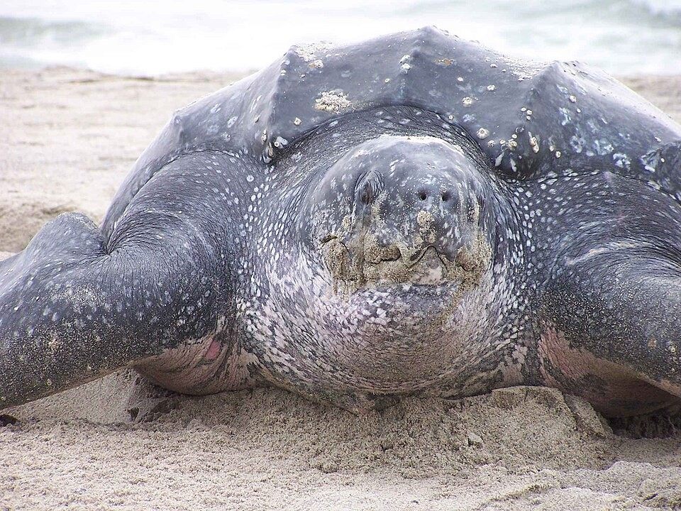 Photo of Leatherback Sea Turtle (Dermochelys coriacea)