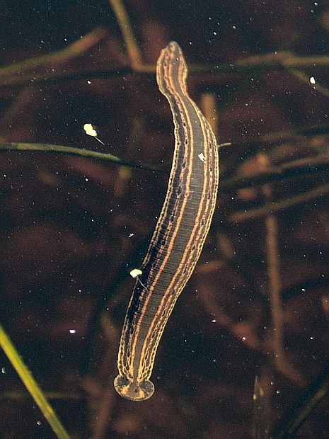 Photo of Medicinal Leech (Hirudo medicinalis)