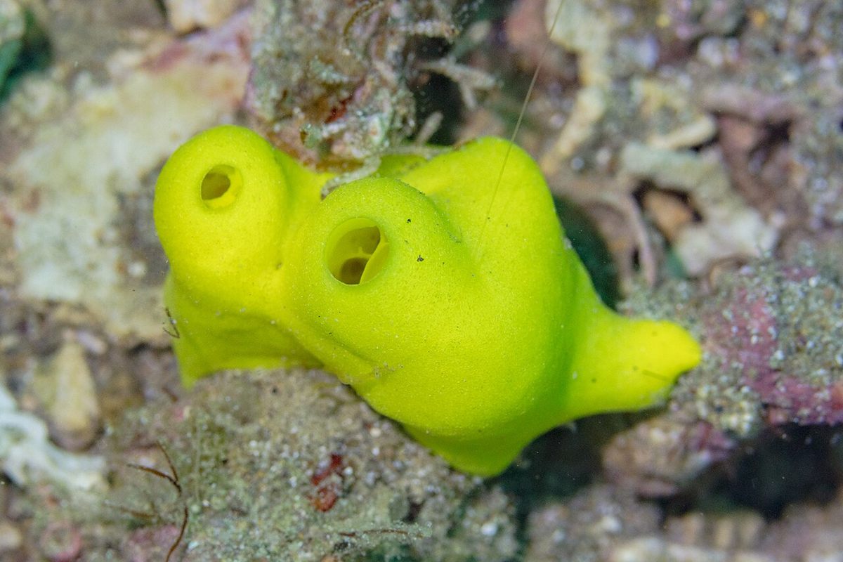 Photo of Lemon Sponge (Leucetta chagosensis)