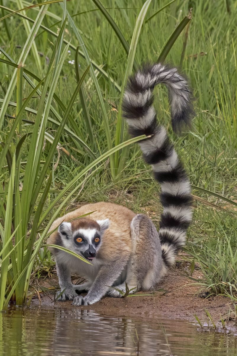 Photo of Ring-tailed Lemur (Lemur catta)