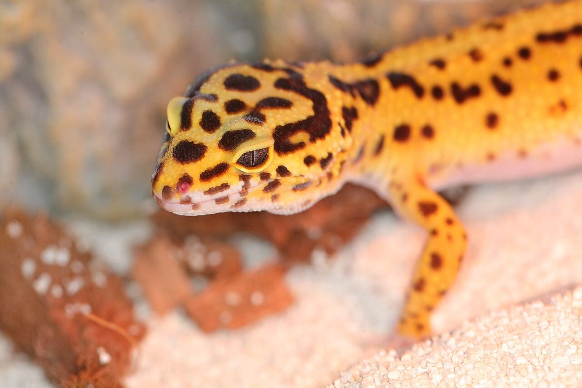Photo of Leopard Gecko (Eublepharis macularius)