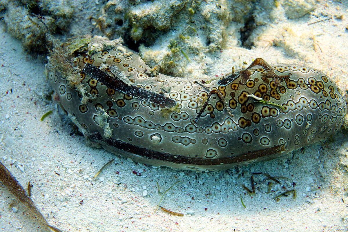 Photo of Leopard Sea Cucumber (Bohadschia argus)