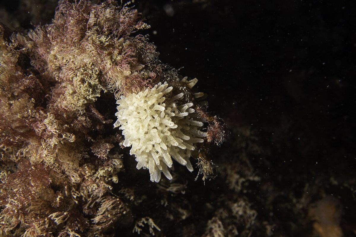 Photo of Leucosolenia Sponge (Leucosolenia botryoides)