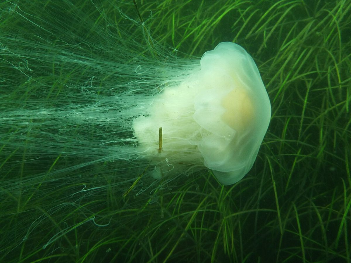 Photo of Lion's Mane Jellyfish (Cyanea capillata)