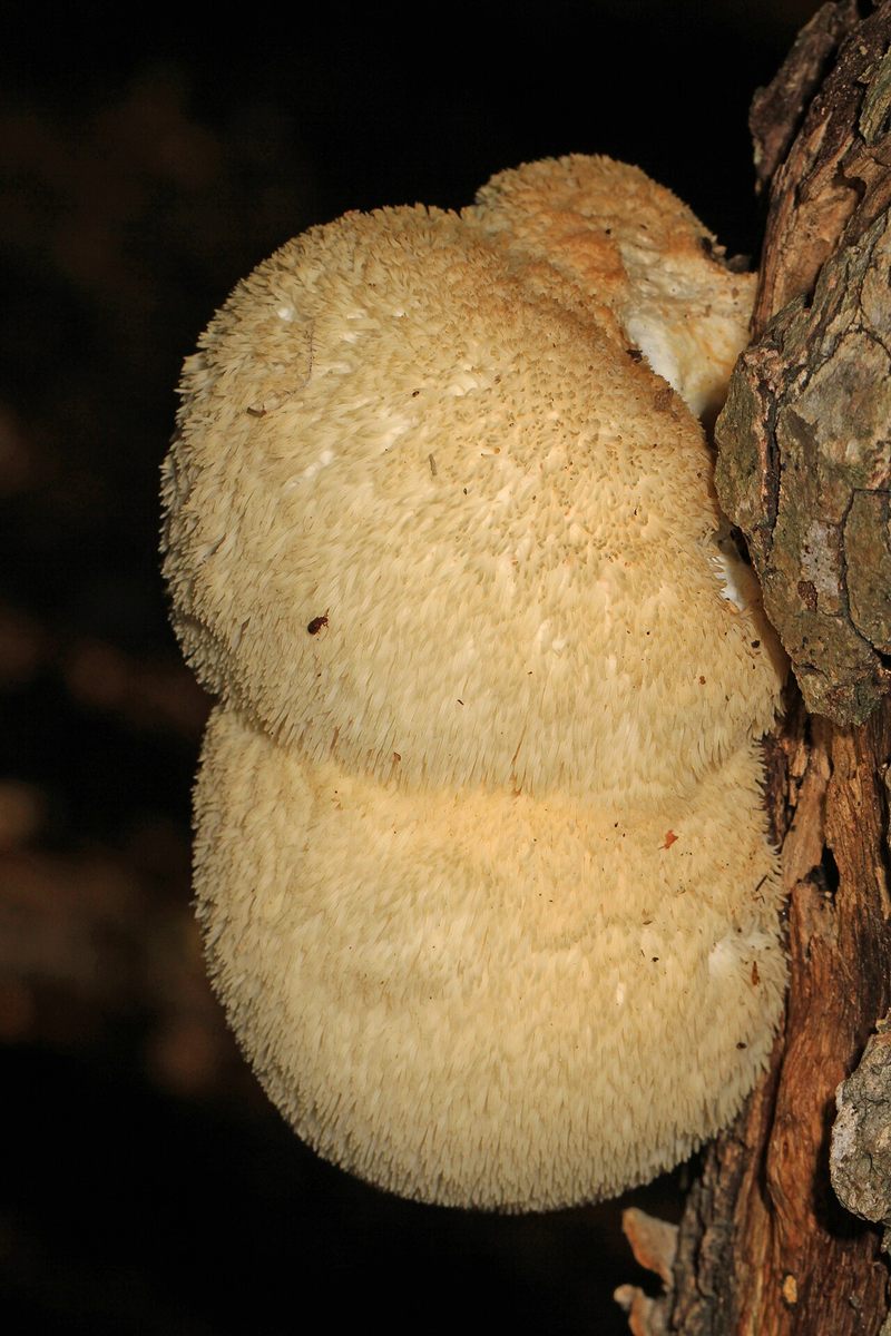 Photo of Lion's Mane Mushroom (Hericium erinaceus)
