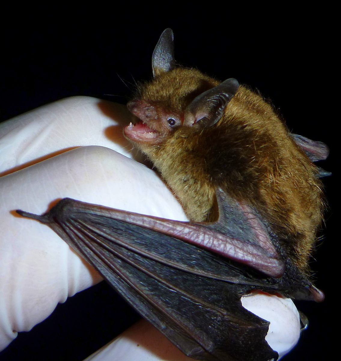 Photo of Little Brown Bat (Myotis lucifugus)