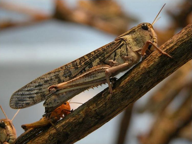 Photo of Migratory Locust (Locusta migratoria)