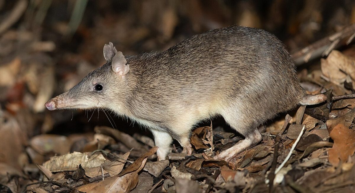 Photo of Long-nosed Bandicoot (Perameles nasuta)