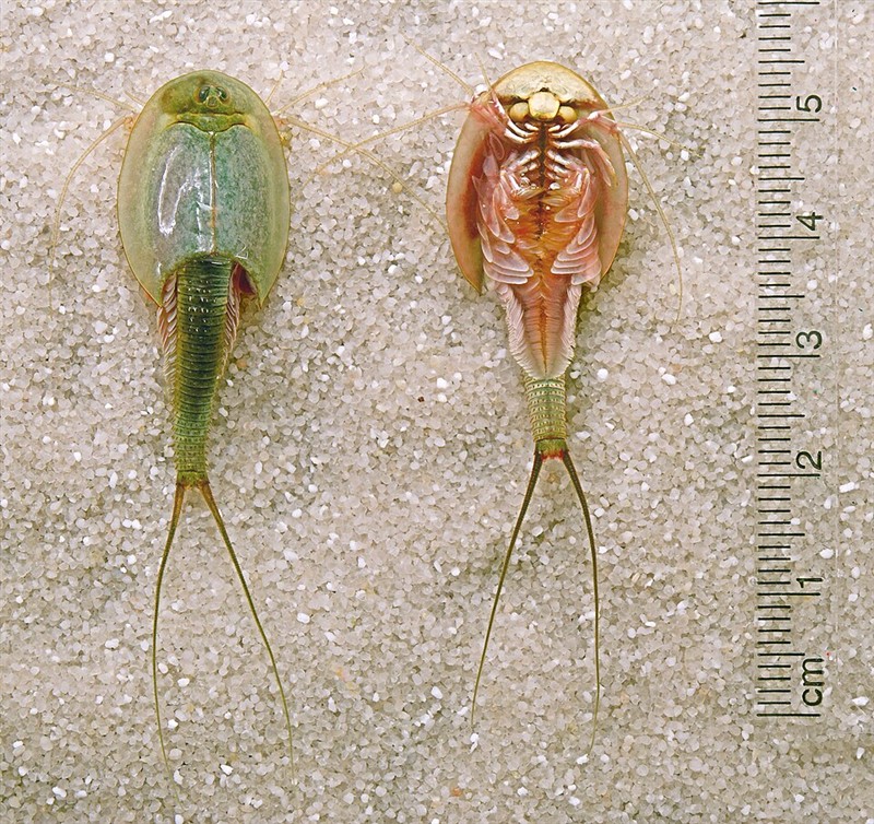 Photo of Longtail Tadpole Shrimp (Triops longicaudatus)