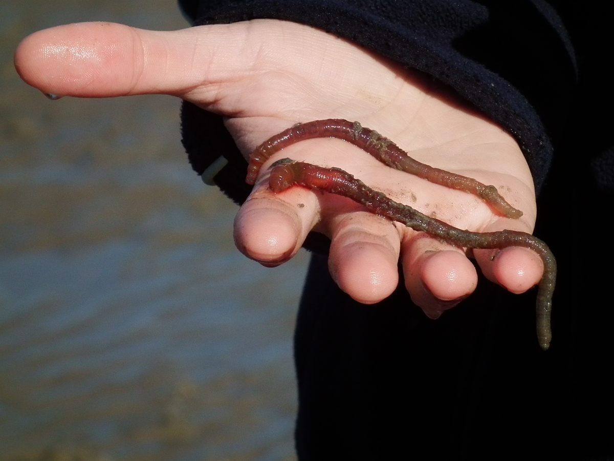 Photo of Lugworm (Arenicola marina)