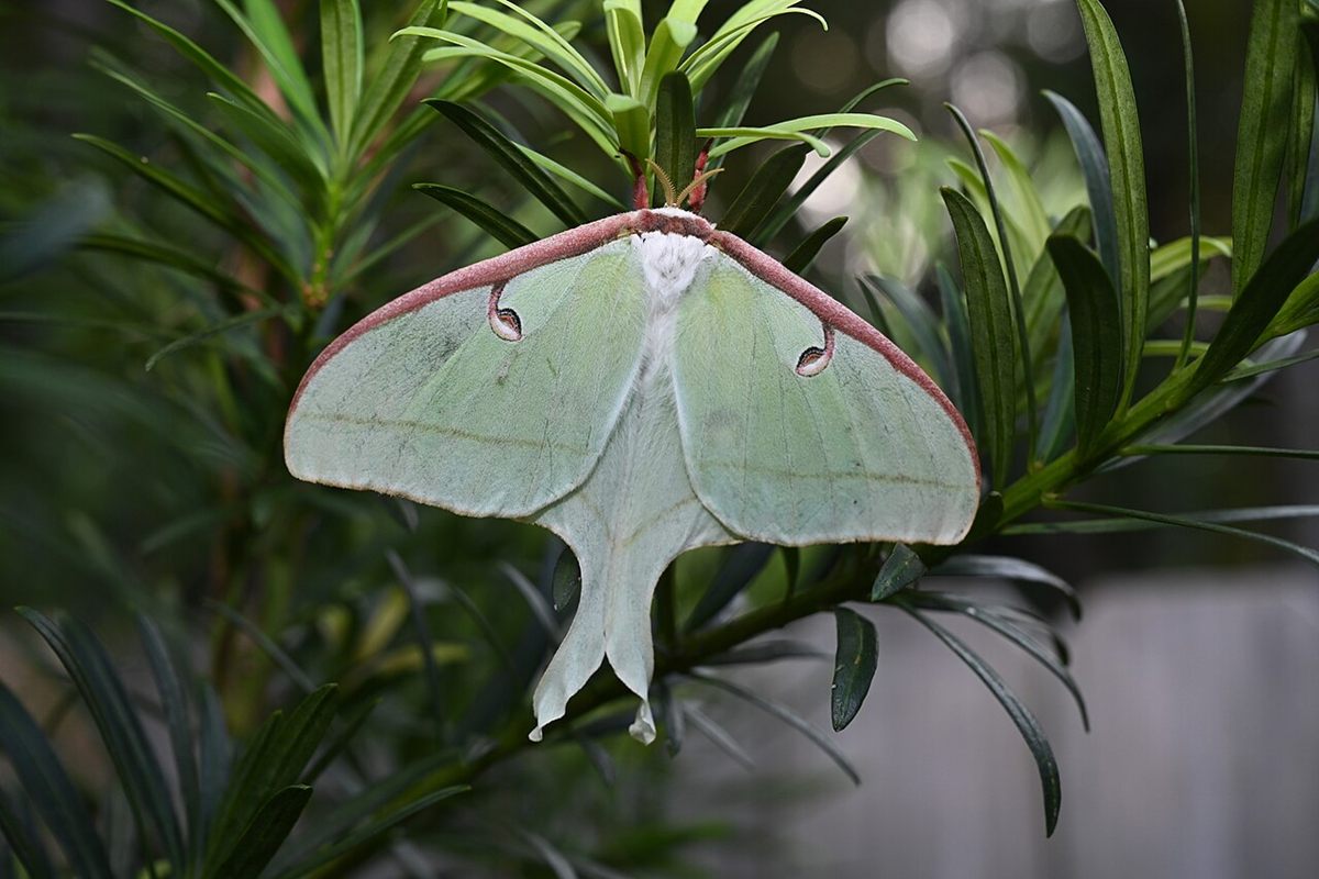 Photo of Luna Moth (Actias luna)