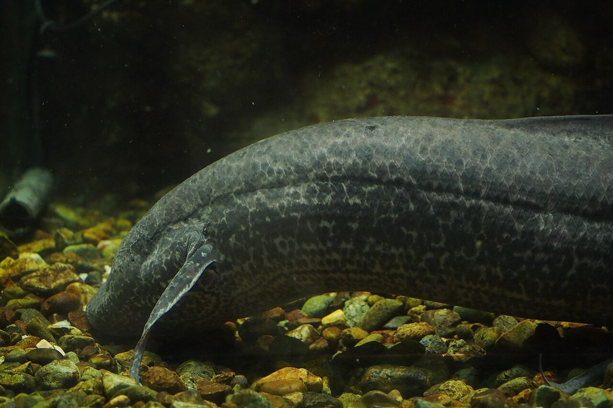 Photo of Marbled Lungfish (Protopterus aethiopicus)
