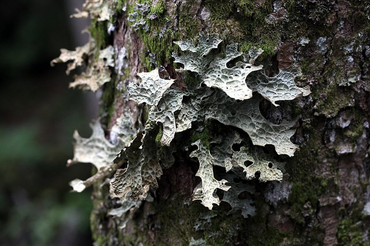 Photo of Lungwort Lichen (Lobaria pulmonaria)