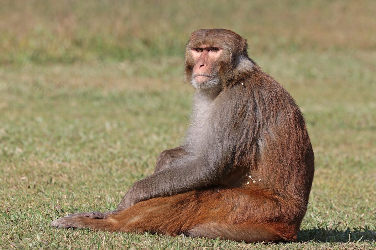 Photo of Rhesus Macaque (Macaca mulatta)