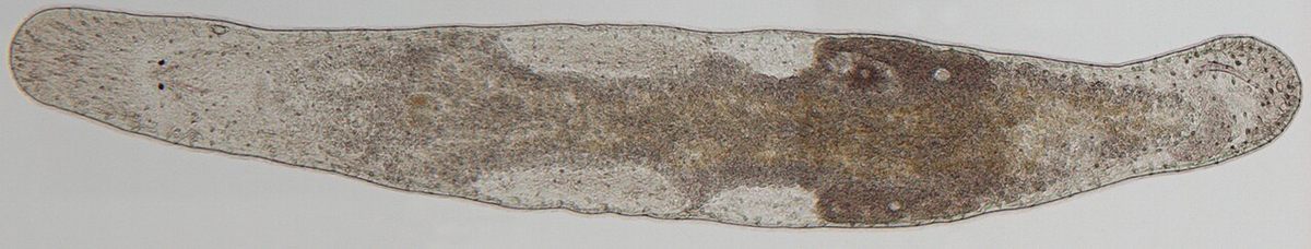 Photo of Macrostomum Flatworm (Macrostomum lignano)