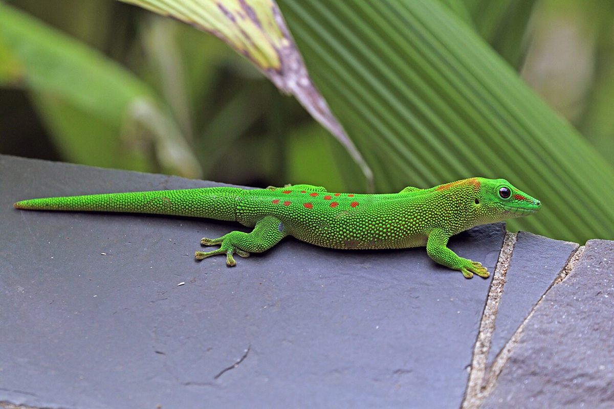 Photo of Madagascar Giant Day Gecko (Phelsuma grandis)