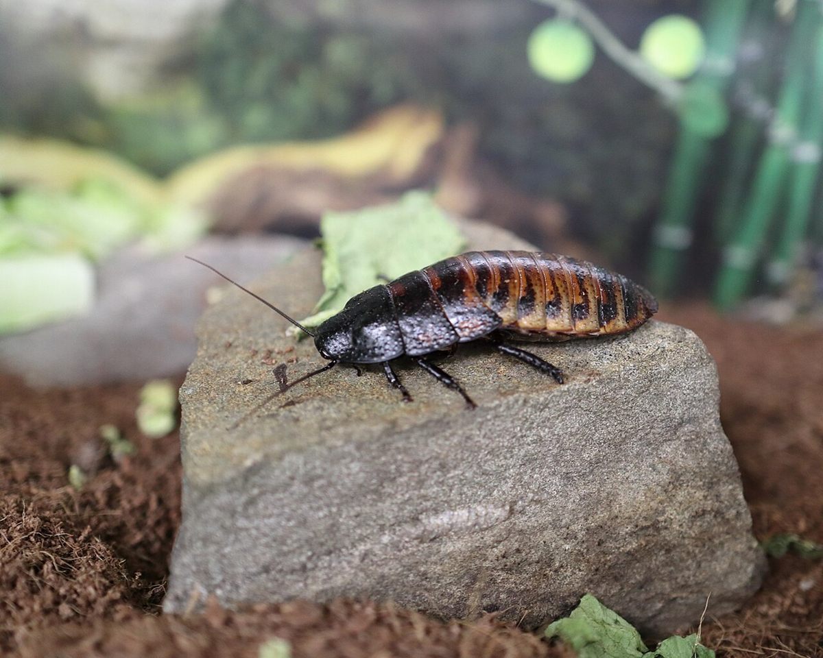 Photo of Madagascar Hissing Cockroach (Gromphadorhina portentosa)