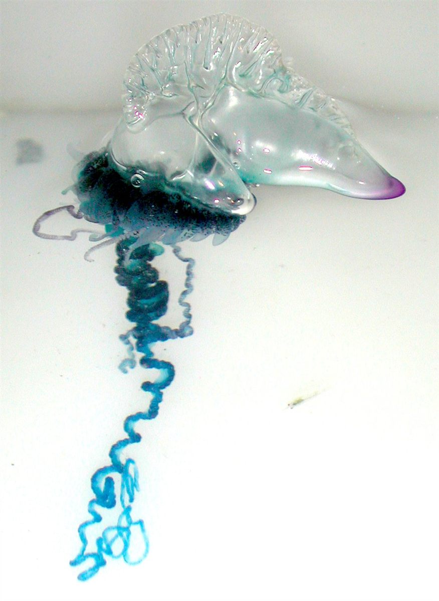 Photo of Portuguese Man o' War (Physalia physalis)