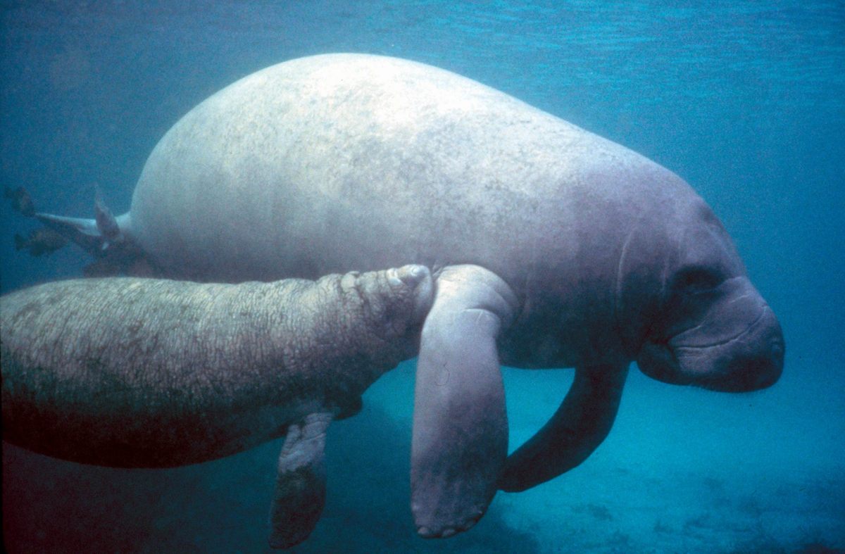 Photo of West Indian Manatee (Trichechus manatus)