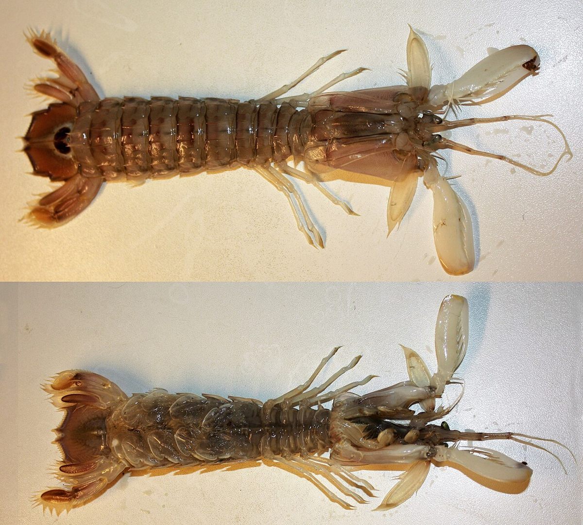 Photo of Spottail Mantis Shrimp (Squilla mantis)